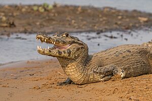 Yacare caiman (Caiman yacare) 2