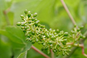 Young grapes