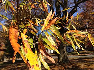 2014-11-02 12 55 20 Willow Oak foliage during autumn along Great Woods Drive in Ewing, New Jersey