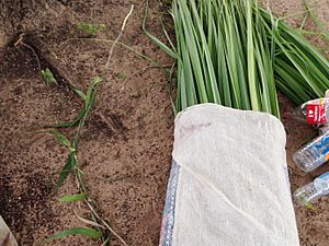 Aboriginal fibre weaving materials