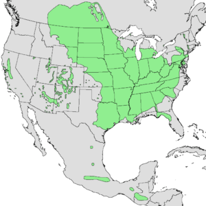 Acer negundo range map.png