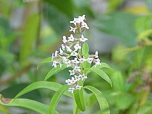 Aloysia triphylla1.jpg