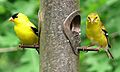 American Goldfinch-27527