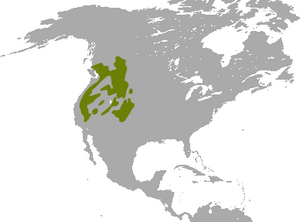 American Pika range.png