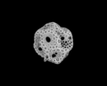 Animation of radiolarian diversity