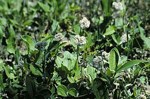 Antennaria plantaginifolia