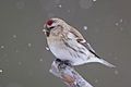 Arctic Redpoll (Acanthis hornemanni) (13667553233).jpg