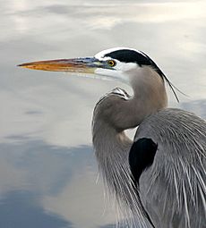 Ardea herodiasPCCA20060128-2118B