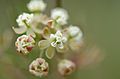 Asclepias verticillata flower cluster