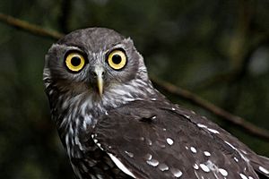 Barking Owl (Ninox connivens)