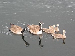 Black Moshannon SP Geese