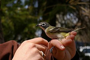 Blue-Headed Vireo 1