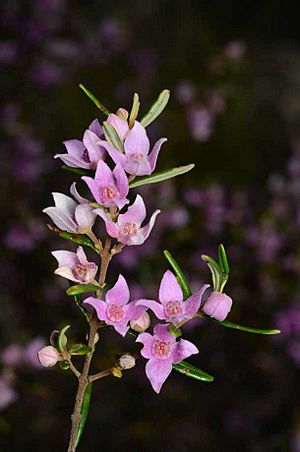 Boronia forsteri.jpg