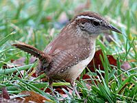 Carolina Wren-27527