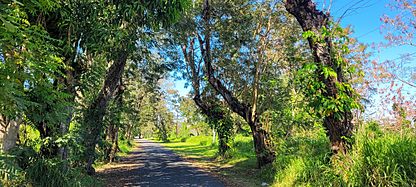 Carretera PR-854, Toa Baja, Puerto Rico (2)