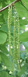 Carya cordiformis male flowers