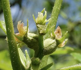 Carya ovata female flowers