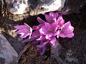 Colchicum feinbruniae 2