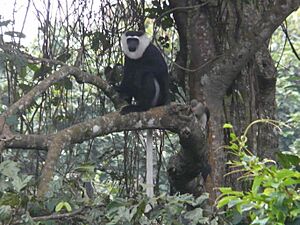 Colobus vellerosus 12785335.jpg