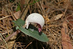 Corybas barbarae.jpg