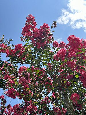 CrapeMyrtleLouisiana