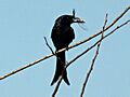 Crested Drongo RWD