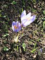 Crocus cancellatus04