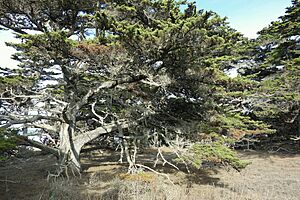 Cupressus macrocarpa - Point Lobos State Reserve - DSC07111.JPG