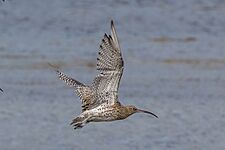 Curlew (Numenius arquata) in flight