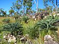 Cycas platyphylla colony