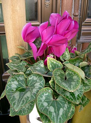 Cyclamen sp1