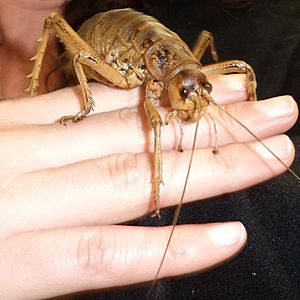 Deinacrida rugosa female