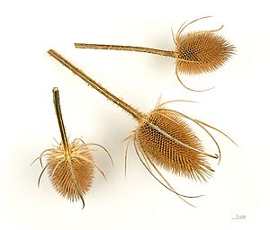 Dipsacus fullonum MHNT.BOT.2005.0.269