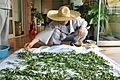 Drying steamed lotus leaves 2