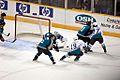 Ducks Sharks (242394706)