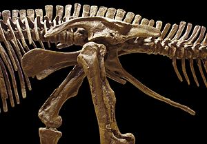 Edmontosaurus pelvis left