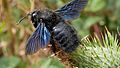 European violet carpenter bee