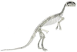 Eustreptospondylus