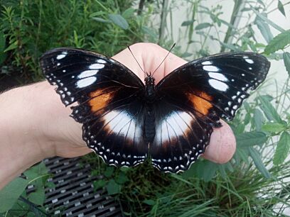 Female Varied Eggfly Butterfly