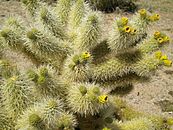 Flowering teddy bear cholla 319