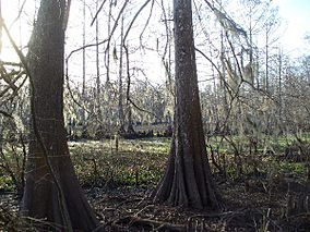 FossePointeCypressSwamp.jpg