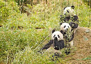 Giant Pandas having a snack