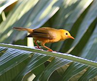 Golden White-Eye palm