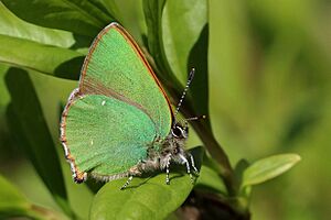 Green hairstreak (Callophrys rubi) 3