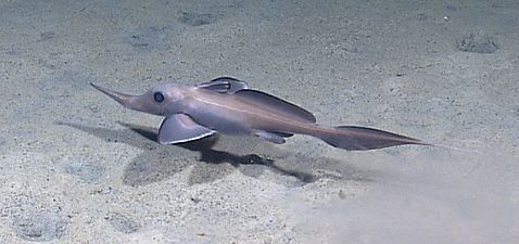 Harriotta raleighana. Golfo de México 2012