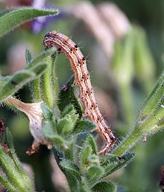 Heliothis virescens 5422147