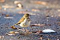 Hermit thrush (27991992249)