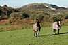 Horses near Carloggas - geograph.org.uk - 81218.jpg