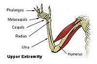 Illu upper extremity