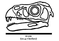 Incisivosaurus skull 874.JPG